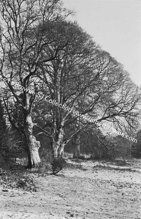 TREES IN SNOW